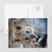Quokka Western Australië Briefkaart (Voorkant / Achterkant)