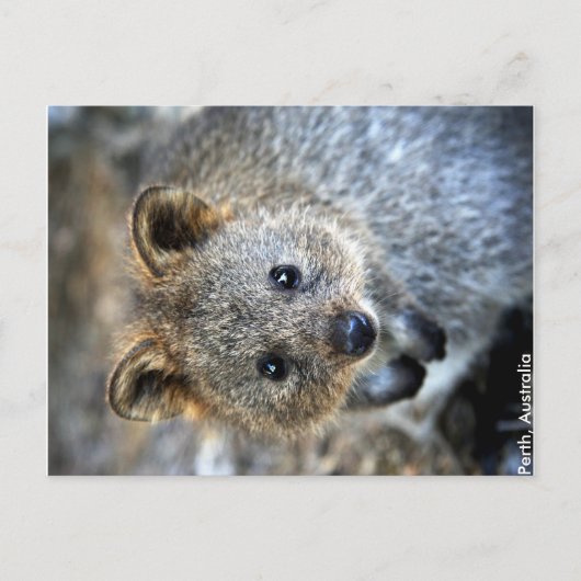 Quokka Western Australië Briefkaart (Voorkant)