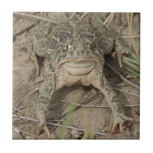 R10 Prairie Toad Tegeltje (Voorkant)