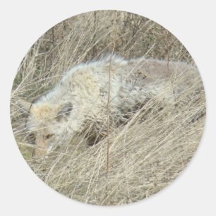 R13 Coyote in hoog gras Ronde Sticker
