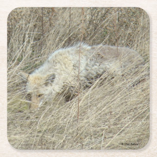 R13 Coyote in hoog gras Vierkante Kartonnen Onderzetter