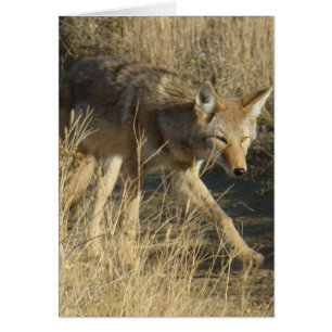 R14 Coyote Loopt