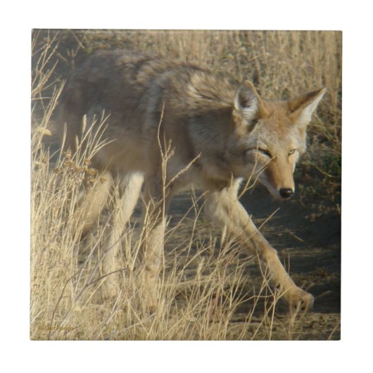 R14 Coyote Walking Tegeltje (Voorkant)