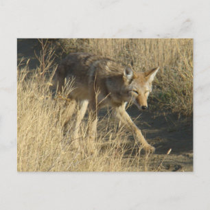 R14 Coyote Wandelen Briefkaart