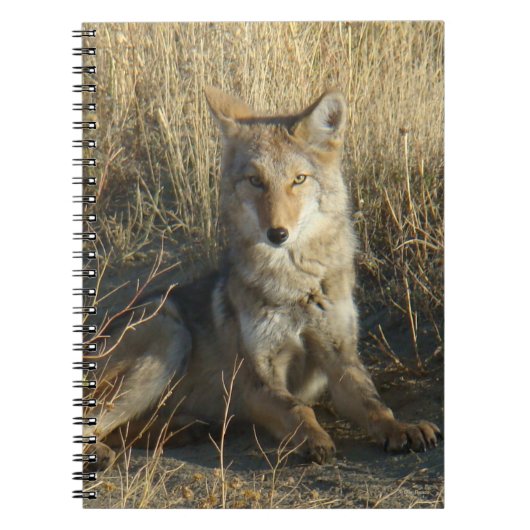R15 Coyote Laying Notitieboek (Voorkant)