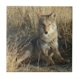R15 Coyote Laying Tegeltje