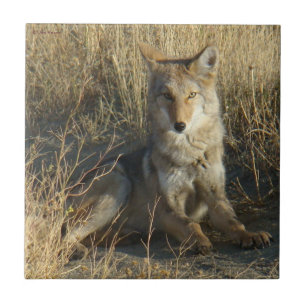 R15 Coyote Laying Tegeltje