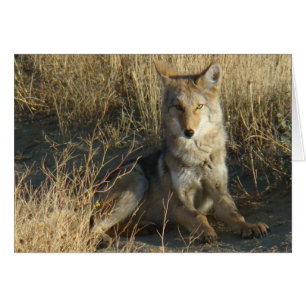 R15 Coyote Liggend