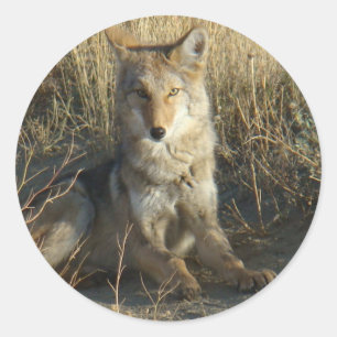 R15 Coyote Liggend Ronde Sticker