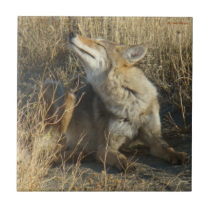 R17 Coyote Krabbend Tegeltje