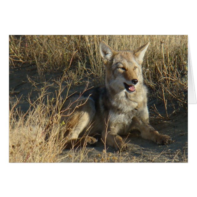 R18 Coyote Laying (Devant horizontal)