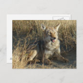 R18 Coyote Laying Briefkaart (Voorkant / Achterkant)