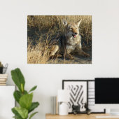 R18 Coyote Laying Poster (Thuiskantoor)