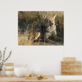 R18 Coyote Laying Poster (Keuken)