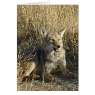 R18 Coyote Liggend