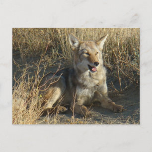 R18 Coyote Liggend Briefkaart