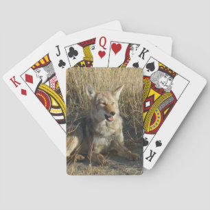 R18 Coyote Liggend Pokerkaarten