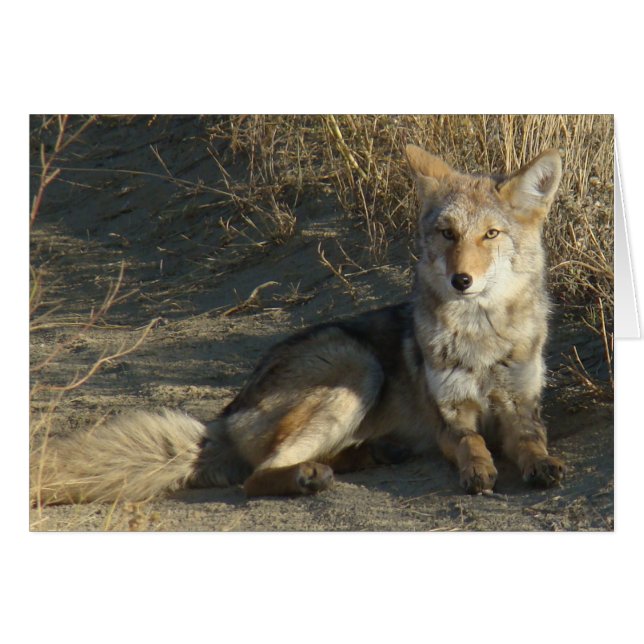 R19 Coyote Couché (Devant horizontal)
