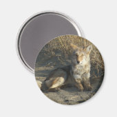 R19 Coyote Laying Magneet (Voorkant / Achterkant)