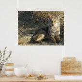 R19 Coyote Laying Poster (Keuken)