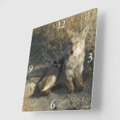 R19 Coyote Laying Vierkante Klok (Hoek)