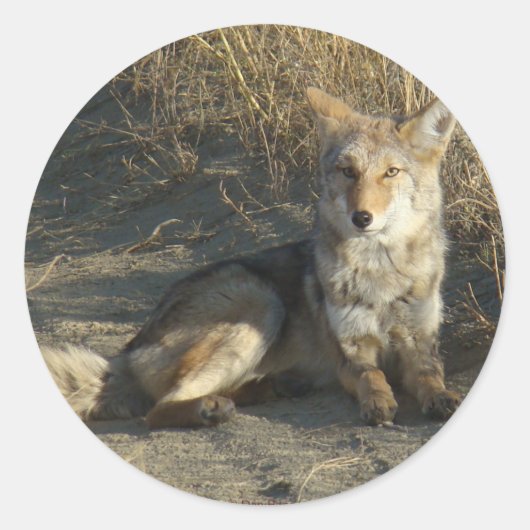 R19 Coyote Liggend Ronde Sticker (Voorkant)