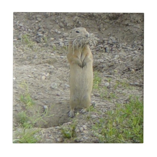 R1 Richardson's Grondsquirrel "Gopher" Tegeltje (Voorkant)