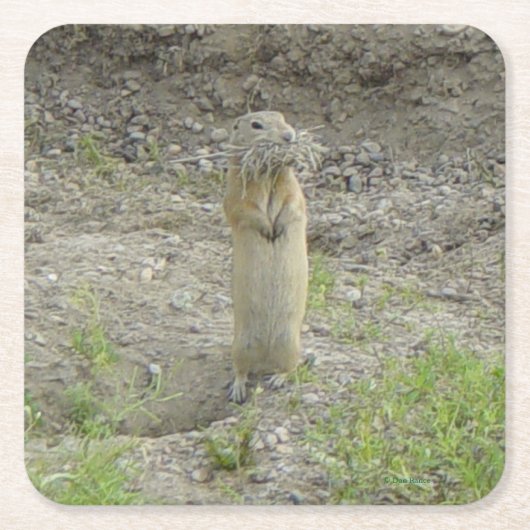 R1 Richardson's Ground Squirrel (Gopher) Vierkante Kartonnen Onderzetter (Voorkant)