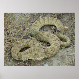 R20 Prairie Ratelslang Poster
