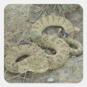 R20 Prairie Rattlesnake Gewond Vierkante Sticker