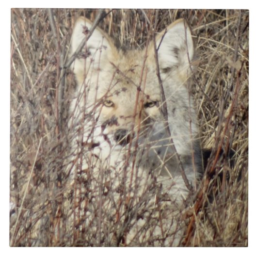 R21 Coyote "Je bekijken" Tegeltje (Voorkant)