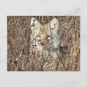 R21 Coyote "Kijkt naar je" Briefkaart