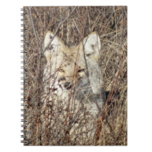 R21 Coyote "Kijkt naar je"