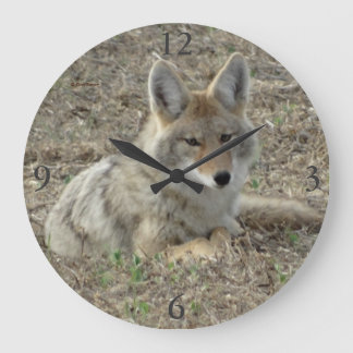 R22 Coyote Laying Grote Klok