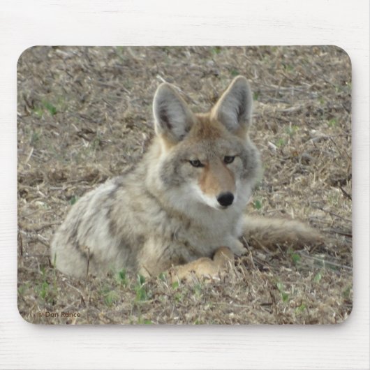 R22 Coyote Laying Muismat (Voorkant)