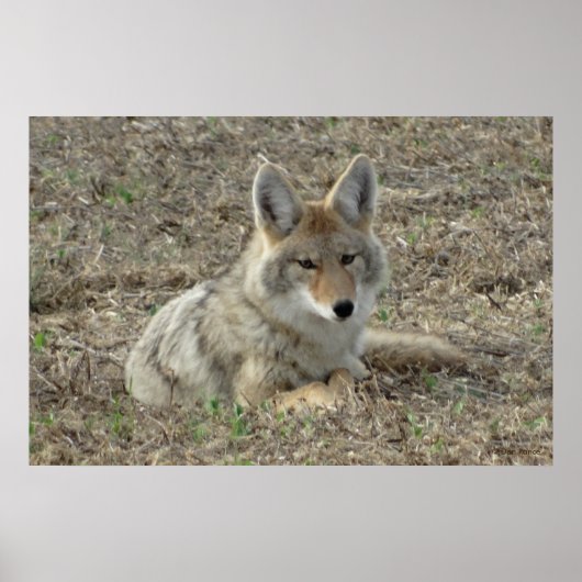R22 Coyote Laying Poster (Voorkant)