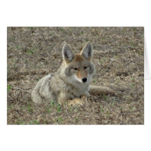R22 Coyote Liggend