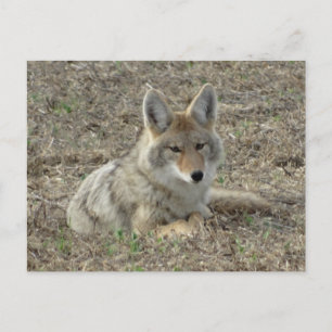 R22 Coyote Liggend Briefkaart