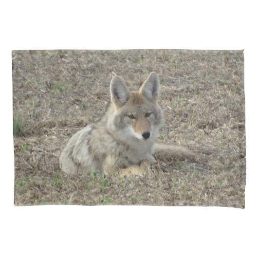 R22 Coyote Liggend Kussensloop (Voorkant)