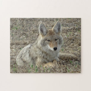 R22 Coyote Liggend Legpuzzel