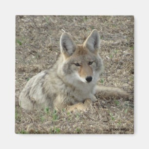 R22 Coyote Liggend Magneet