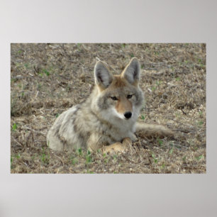 R22 Coyote Liggend Poster