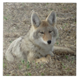 R22 Coyote Liggend Tegeltje