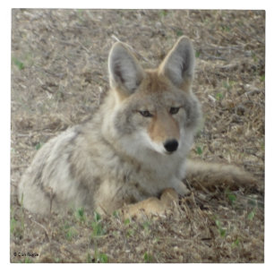 R22 Coyote Liggend Tegeltje