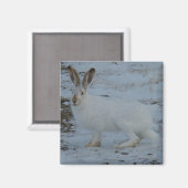 R23 Snowshoe Hare Magneet (Voorkant / Achterkant)