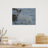 R23 Snowshoe Hare Poster (Keuken)