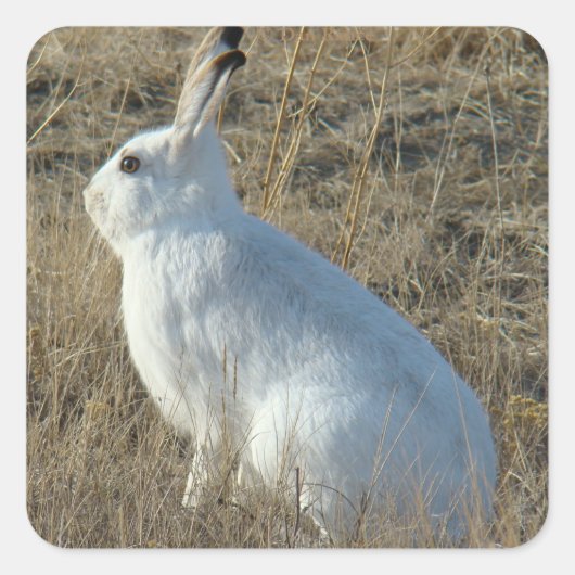 R25 Snowshoe Hare Vierkante Sticker (Voorkant)