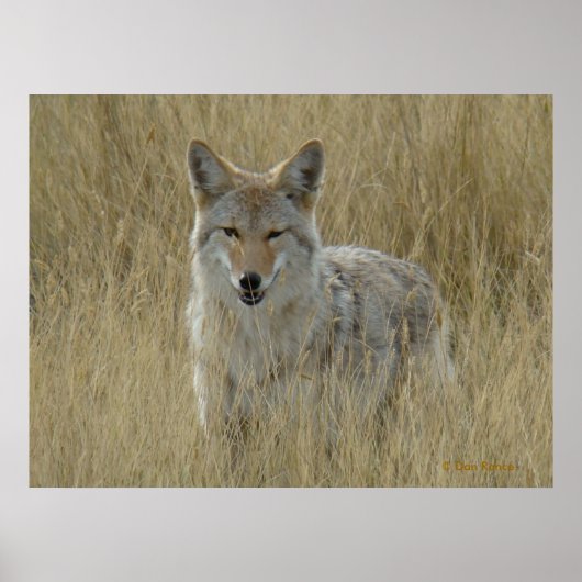 R2 Coyote in Tall Grass Poster (Voorkant)