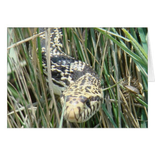 R4 Bull Snake