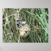 R4 Bull Snake in Grass Poster (Voorkant)